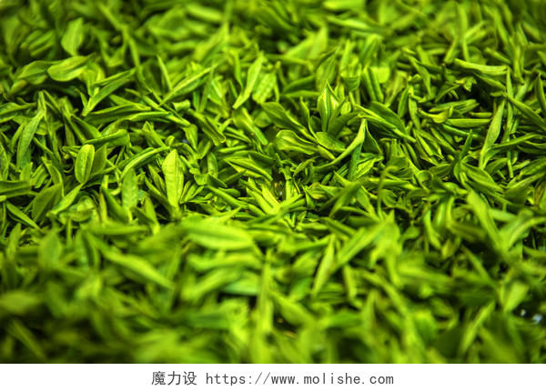 春天清明节茶叶背景图片